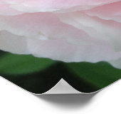 Poster Grande Fleur rose (Coin)