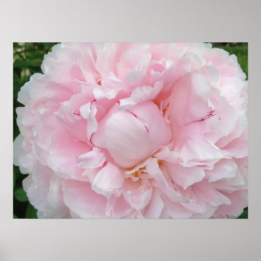 Poster Grande Fleur rose (Devant)