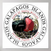 Poster Grande Frégate Bird (Devant)