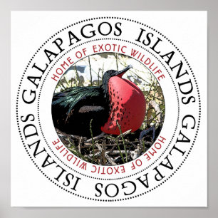 Poster Grande Frégate Bird