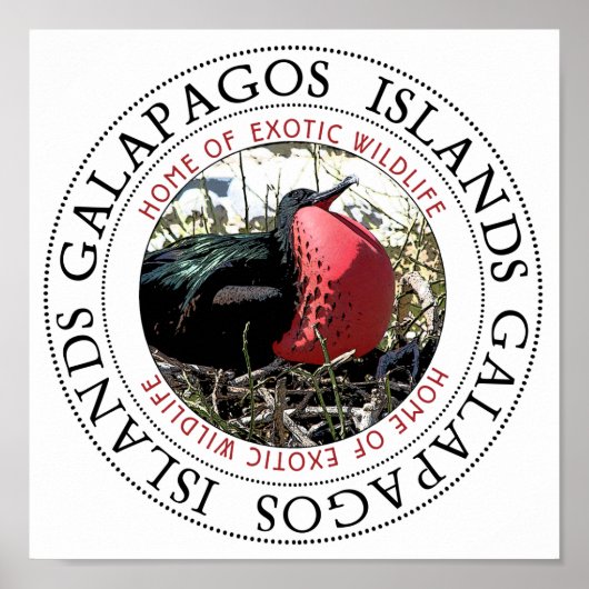 Poster Grande Frégate Bird (Devant)