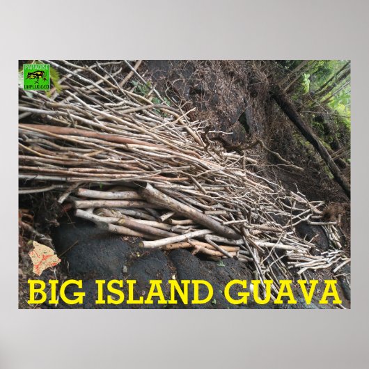 POSTER GRANDE ÎLE GUAVA (Devant)