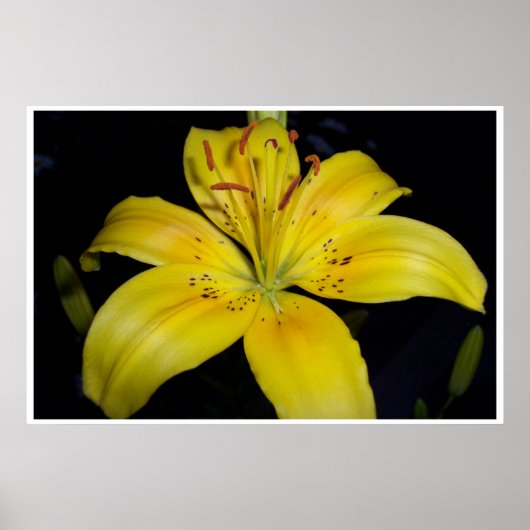 Poster Grande Lilie Jaune (Devant)