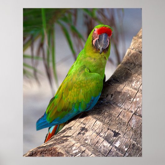 Poster Grande macaw verte sur un arbre (Devant)