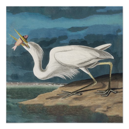 Poster Grande Peinture de la faune d'Audubon Heron blanc (Devant)