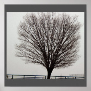 Poster Grande photo d'arbre