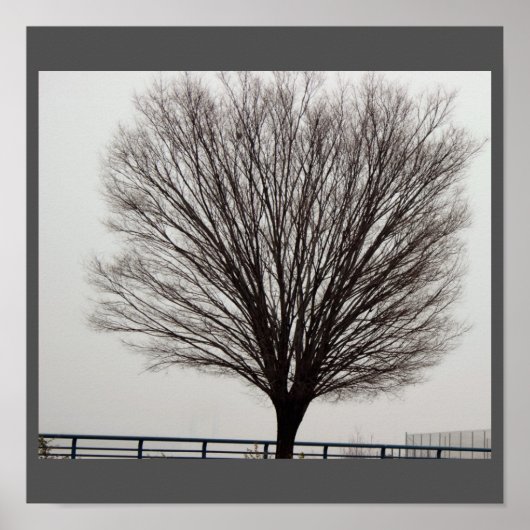 Poster Grande photo d'arbre (Devant)