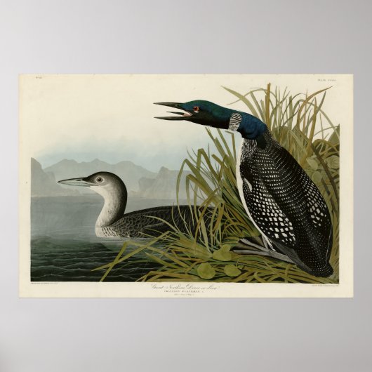 Poster Grande plongeur du Nord Loon Audubon Oiseaux d'Amé (Devant)