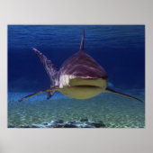 Poster Grande Rencontre de requin blanc (Devant)