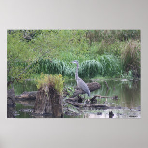 Poster Grande toile de Heron Bleu