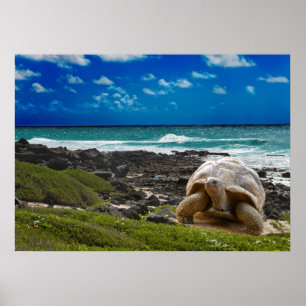 Poster Grande tortue au bord de mer
