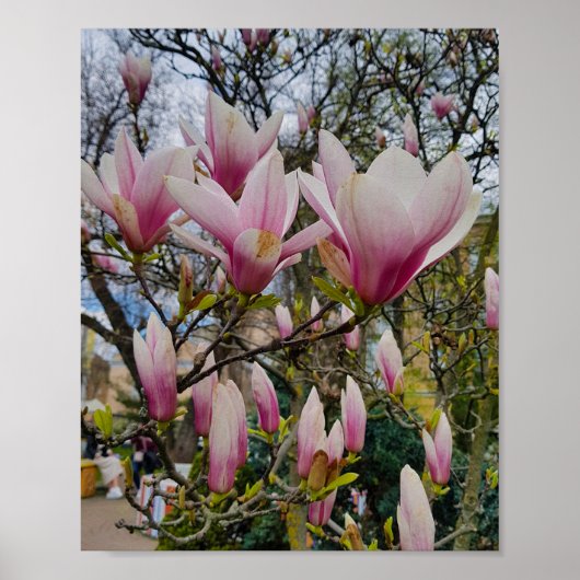 Poster Grandes fleurs de magnolia roses. Fleur de printem (Devant)