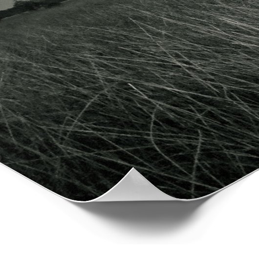 Poster Grandes marécages (Coin)