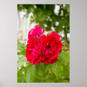 Poster Grandes roses rouges dans le jardin