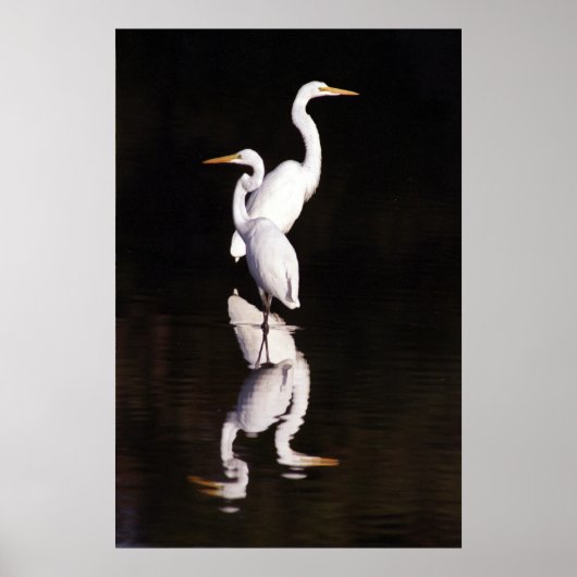 Poster Grands aigrettes (Devant)