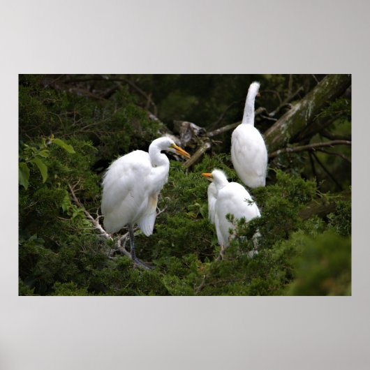 Poster Grands aigrettes avec bébé (Devant)