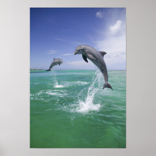 Poster Grands dauphins Tursiops truncatus