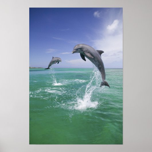 Poster Grands dauphins Tursiops truncatus (Devant)