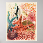 Poster Grands échinodermes de la barrière de corail (Devant)