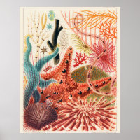 Grands échinodermes de la barrière de corail
