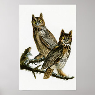 Poster Grands oiseaux de John Audubon de hibou à cornes