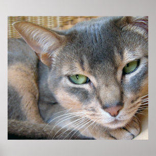 Poster Grands yeux verts bleus de chat abyssinien