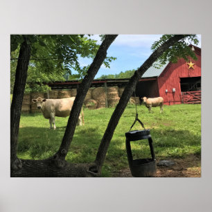 Poster Grange et vaches, Caroline du Nord rurale
