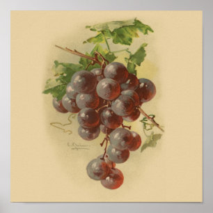 Poster Grapes de vintage