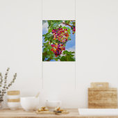Poster Grapevine ensoleillée - Raisins colorés Peinture d (Cuisine)