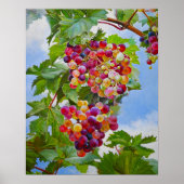 Poster Grapevine ensoleillée - Raisins colorés Peinture d (Devant)