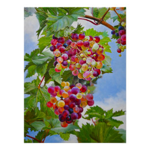 Poster Grapevine ensoleillée - Raisins colorés Peinture d