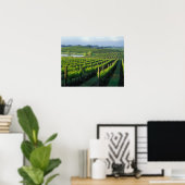 Poster Grapevines en rangées soignées à Napa en Californi (Bureau à domicile)