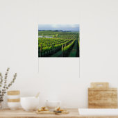 Poster Grapevines en rangées soignées à Napa en Californi (Cuisine)