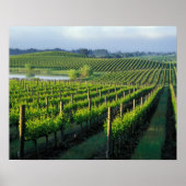 Poster Grapevines en rangées soignées à Napa en Californi (Devant)