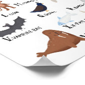 Poster Graphique alphabet animal A-Z (Coin)