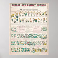 Graphique botanique vintage