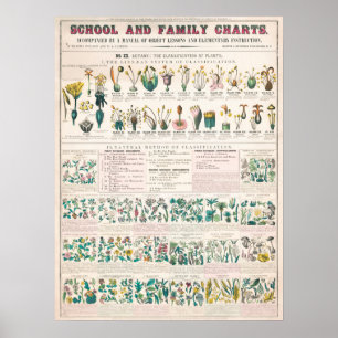 Poster Graphique botanique vintage