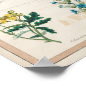 Poster Graphique botanique vintage (Coin)