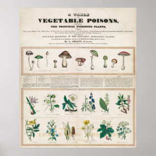 Poster Graphique botanique vintage