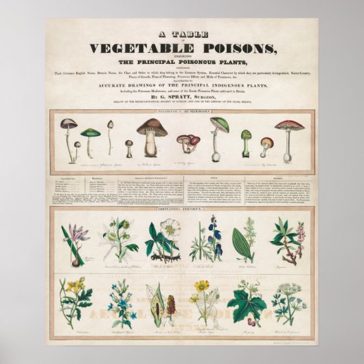 Poster Graphique botanique vintage (Devant)