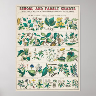Poster Graphique botanique vintage