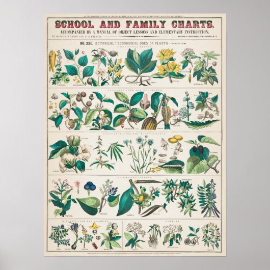 Poster Graphique botanique vintage (Devant)