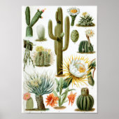 Poster Graphique Cactus vintage (Devant)