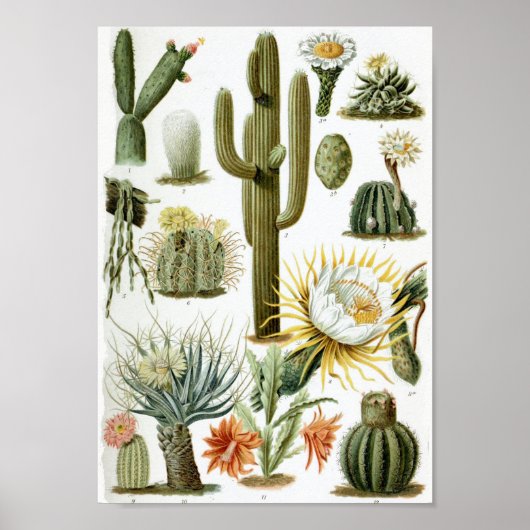 Poster Graphique Cactus vintage (Devant)