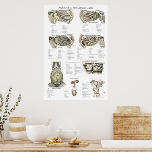 Poster Graphique d'affiche d'anatomie interne du cheval (Cuisine)