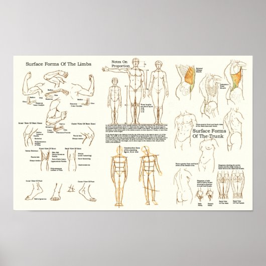 Poster Graphique d'anatomie de surface humaine pour les a (Devant)