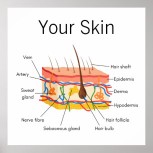 Poster Graphique d'anatomie des cheveux de peau