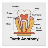 Poster Graphique d'anatomie des dents (Devant)