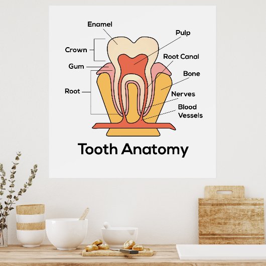 Poster Graphique d'anatomie des dents (Cuisine)