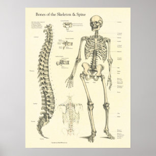 Poster Graphique d'anatomie des os de la colonne vertébra